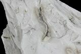 Ediacaran Aged Fossil Worms (Sabellidites) - Estonia #73526-2